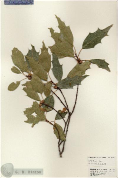 URN_catalog_HBHinton_herbarium_25375.jpg.jpg
