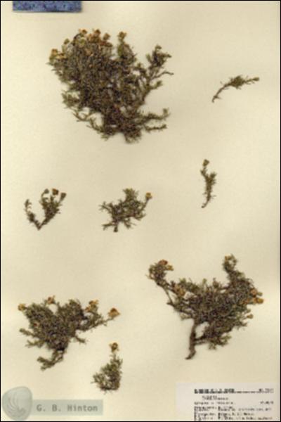 URN_catalog_HBHinton_herbarium_21932.jpg.jpg