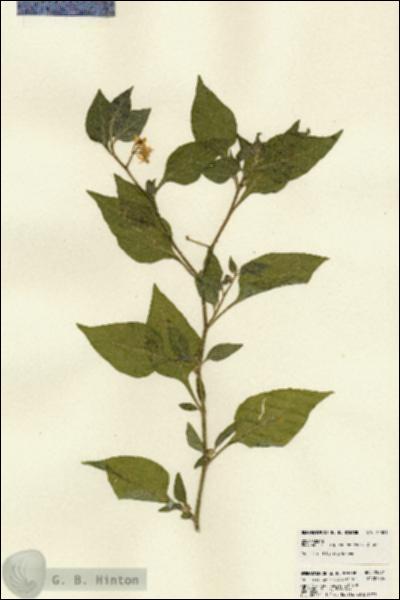 URN_catalog_HBHinton_herbarium_22301.jpg.jpg