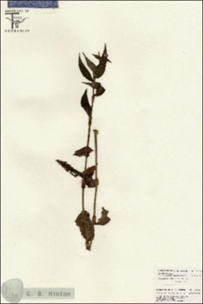 URN_catalog_HBHinton_herbarium_26626.jpg.jpg