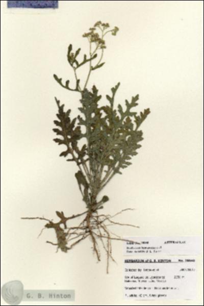 URN_catalog_HBHinton_herbarium_28040.jpg.jpg