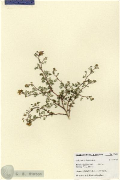 URN_catalog_HBHinton_herbarium_27631.jpg.jpg