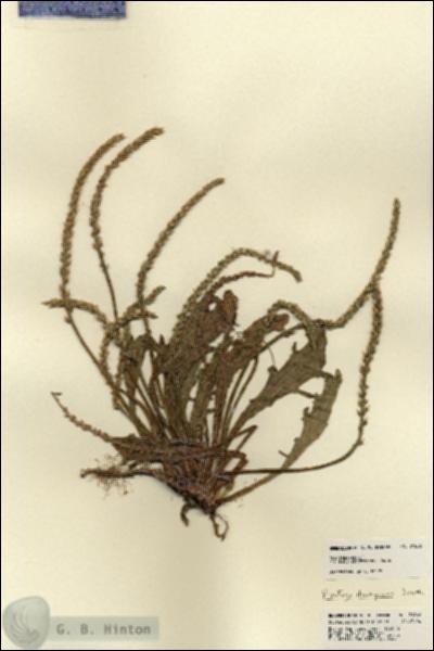URN_catalog_HBHinton_herbarium_21866.jpg.jpg