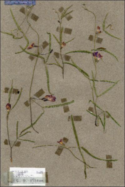 URN_catalog_HBHinton_herbarium_19153.jpg.jpg