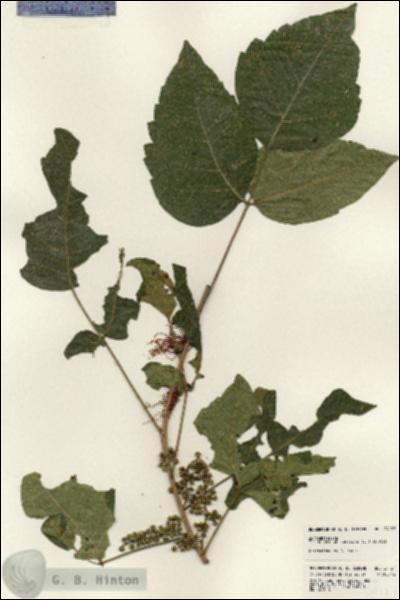 URN_catalog_HBHinton_herbarium_24127.jpg.jpg