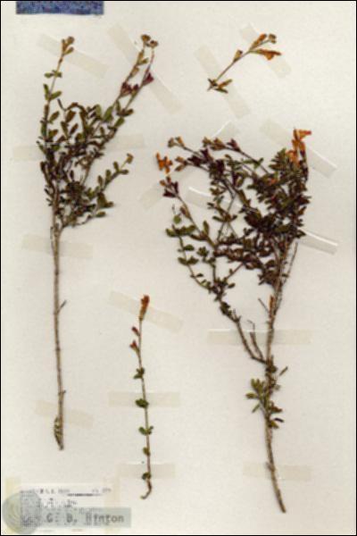 URN_catalog_HBHinton_herbarium_18490.jpg.jpg