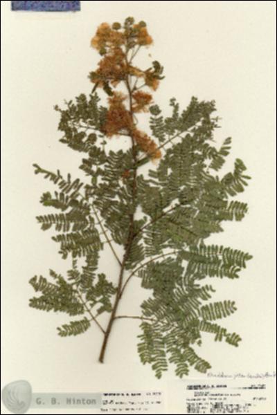 URN_catalog_HBHinton_herbarium_21422.jpg.jpg
