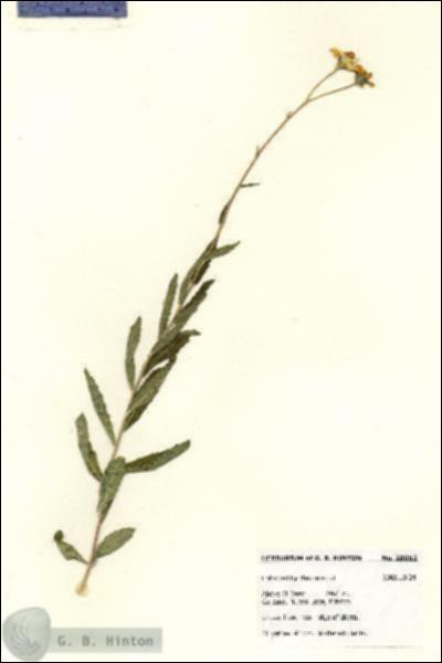 URN_catalog_HBHinton_herbarium_28053.jpg.jpg