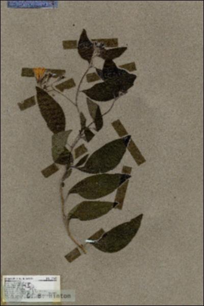 URN_catalog_HBHinton_herbarium_17643.jpg.jpg