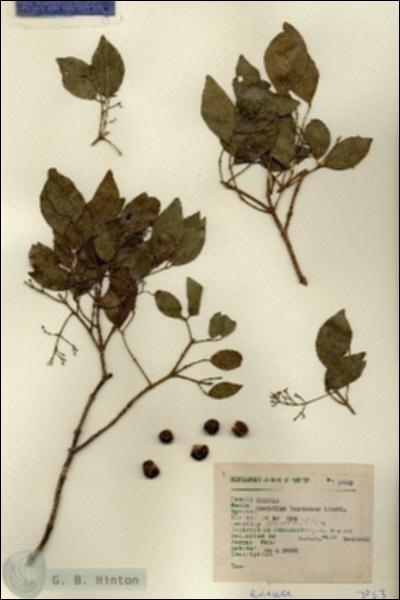 URN_catalog_HBHinton_herbarium_3763.jpg.jpg