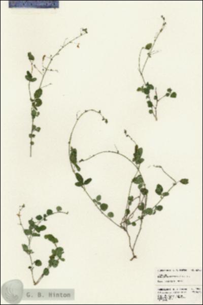 URN_catalog_HBHinton_herbarium_22985.jpg.jpg