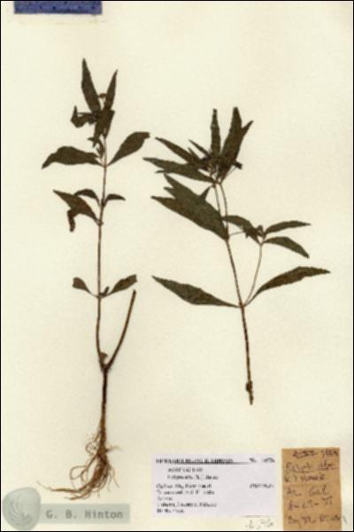URN_catalog_HBHinton_herbarium_14576.jpg.jpg