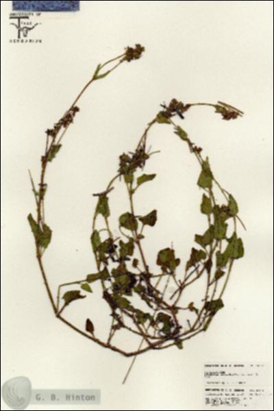 URN_catalog_HBHinton_herbarium_25572.jpg.jpg