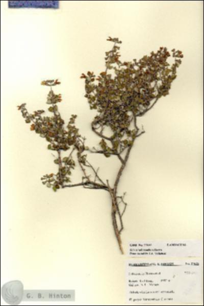 URN_catalog_HBHinton_herbarium_27635.jpg.jpg