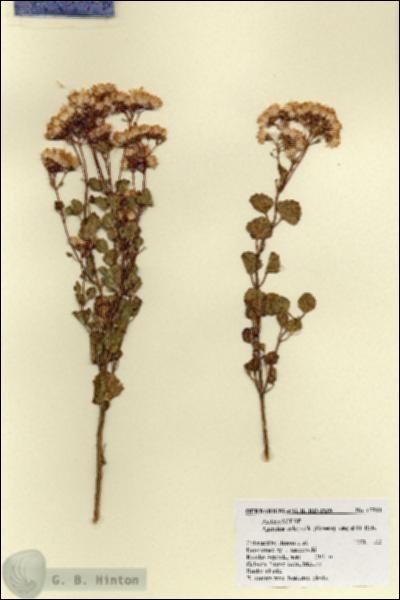 URN_catalog_HBHinton_herbarium_17311.jpg.jpg