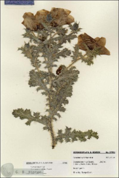 URN_catalog_HBHinton_herbarium_27951.jpg.jpg