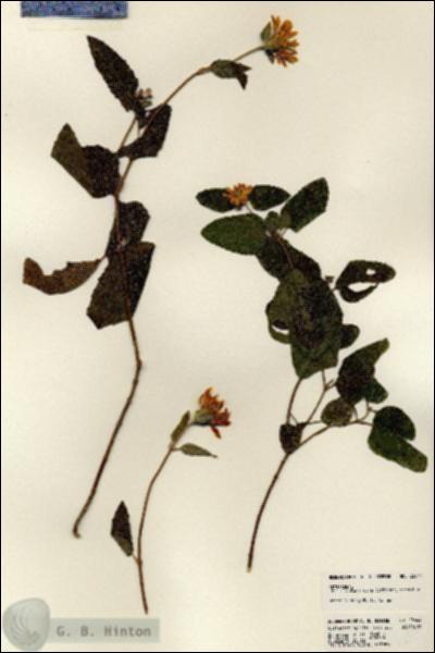 URN_catalog_HBHinton_herbarium_23644.jpg.jpg