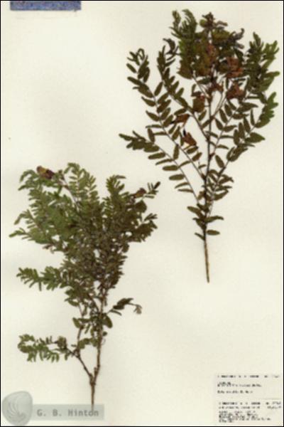 URN_catalog_HBHinton_herbarium_22941.jpg.jpg