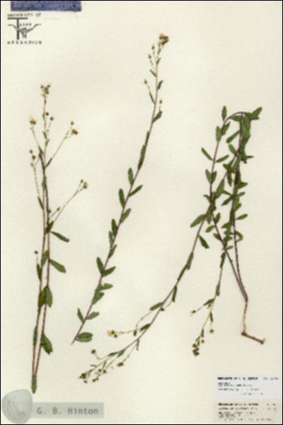 URN_catalog_HBHinton_herbarium_26660.jpg.jpg