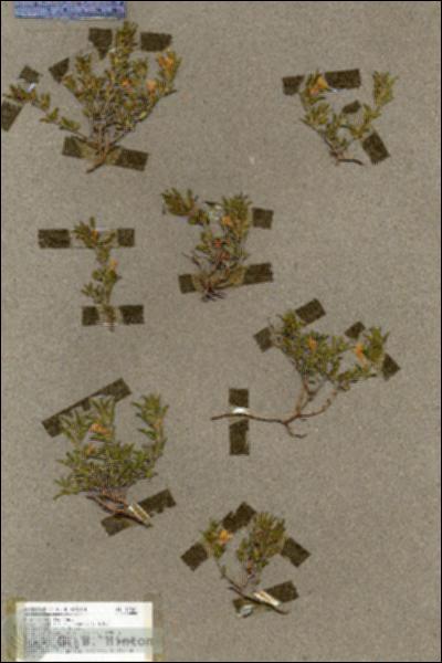 URN_catalog_HBHinton_herbarium_19585.jpg.jpg