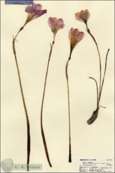 URN_catalog_HBHinton_herbarium_21921.jpg.jpg