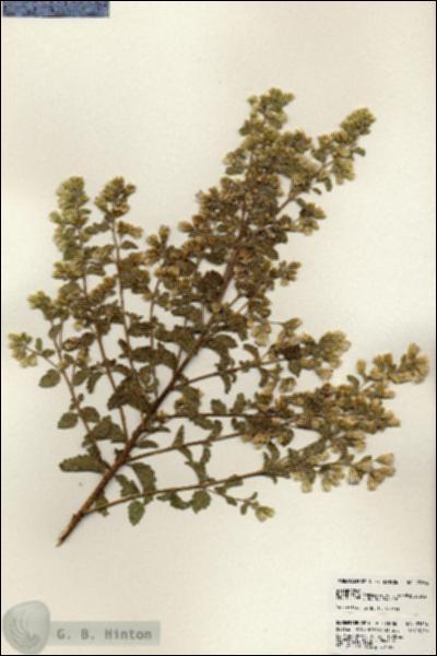 URN_catalog_HBHinton_herbarium_23604.jpg.jpg