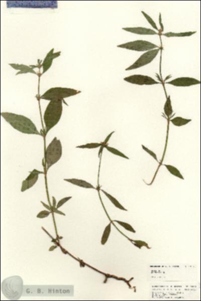 URN_catalog_HBHinton_herbarium_24838.jpg.jpg