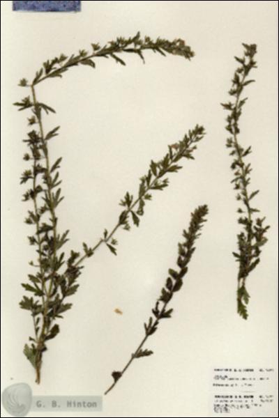 URN_catalog_HBHinton_herbarium_24130.jpg.jpg