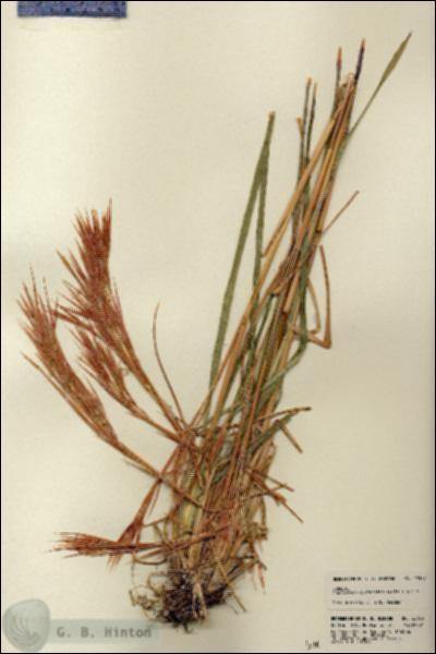 URN_catalog_HBHinton_herbarium_22379.jpg.jpg