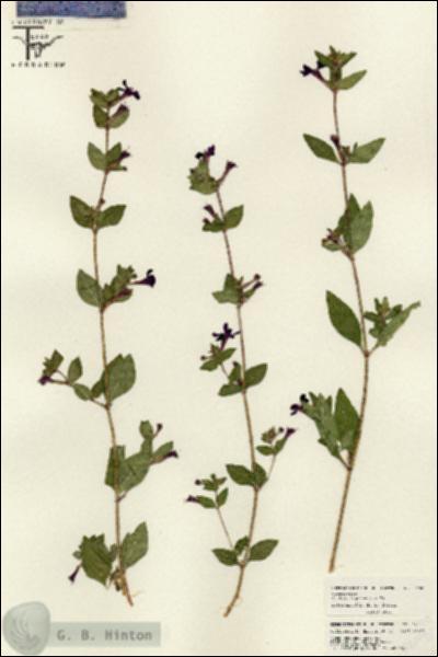 URN_catalog_HBHinton_herbarium_26003.jpg.jpg