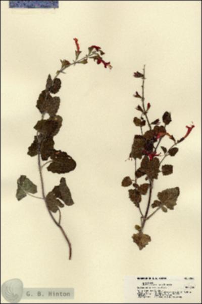 URN_catalog_HBHinton_herbarium_22035.jpg.jpg