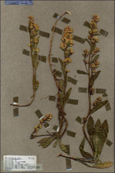 URN_catalog_HBHinton_herbarium_17925.jpg.jpg
