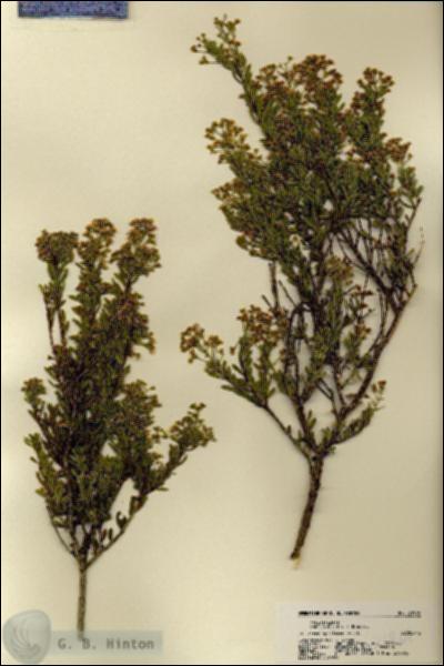 URN_catalog_HBHinton_herbarium_21964.jpg.jpg