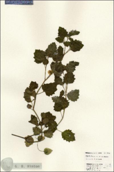 URN_catalog_HBHinton_herbarium_25381.jpg.jpg