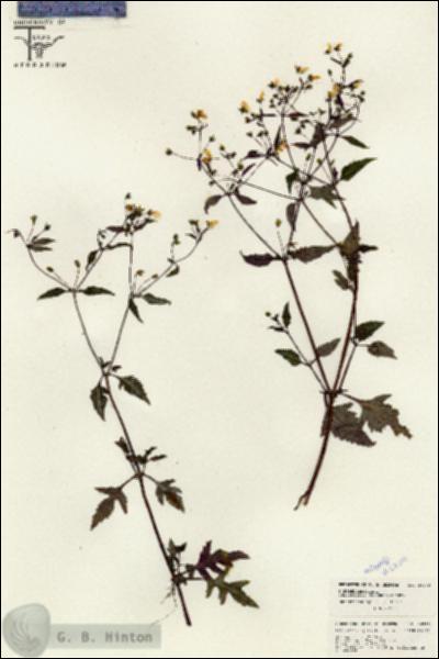 URN_catalog_HBHinton_herbarium_26310.jpg.jpg