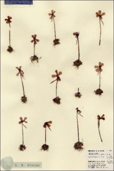 URN_catalog_HBHinton_herbarium_22661.jpg.jpg