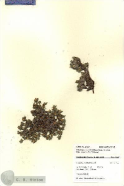 URN_catalog_HBHinton_herbarium_27647.jpg.jpg