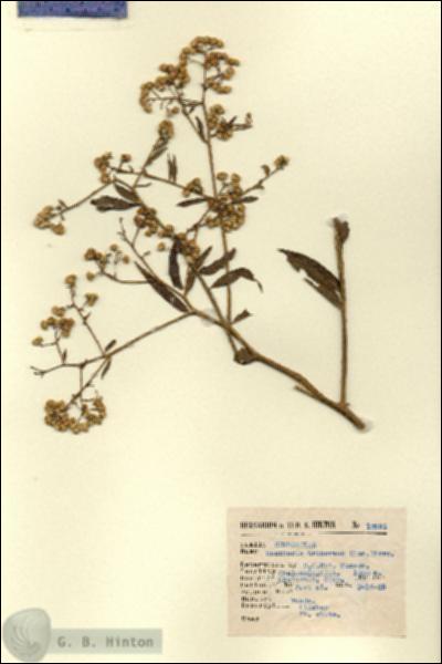 URN_catalog_HBHinton_herbarium_12981.jpg.jpg