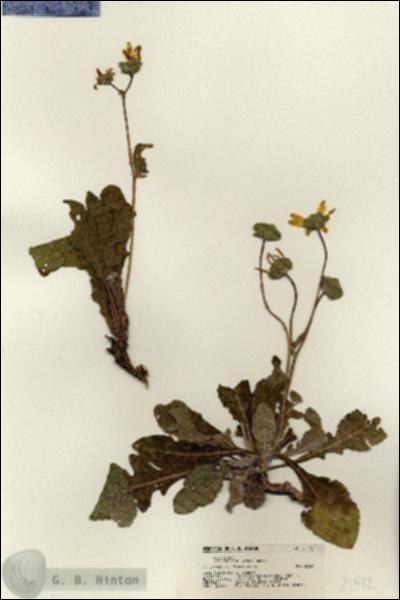 URN_catalog_HBHinton_herbarium_21172.jpg.jpg
