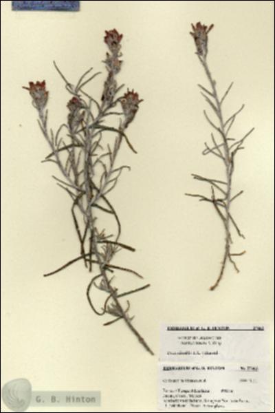 URN_catalog_HBHinton_herbarium_27463.jpg.jpg