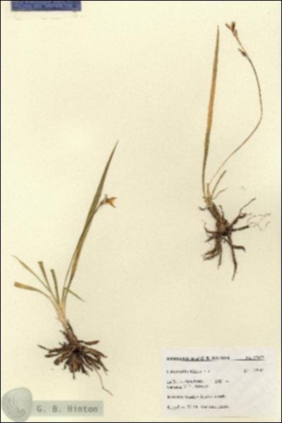 URN_catalog_HBHinton_herbarium_27677.jpg.jpg
