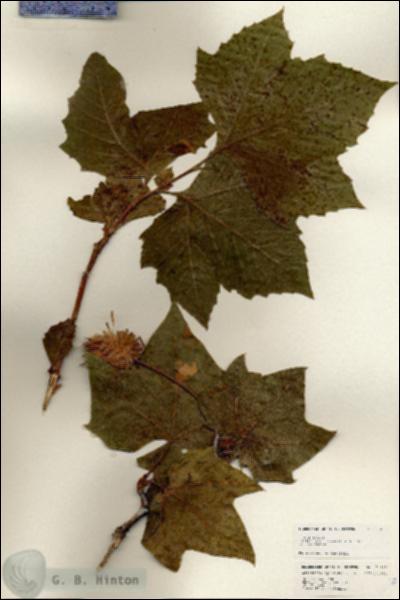 URN_catalog_HBHinton_herbarium_25140.jpg.jpg