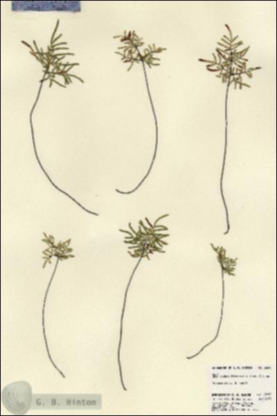 URN_catalog_HBHinton_herbarium_22695.jpg.jpg