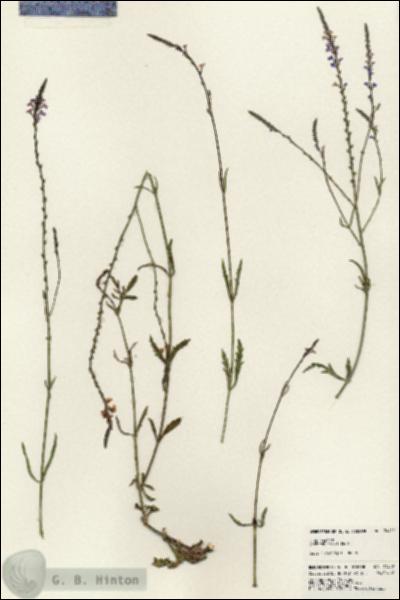 URN_catalog_HBHinton_herbarium_24412.jpg.jpg