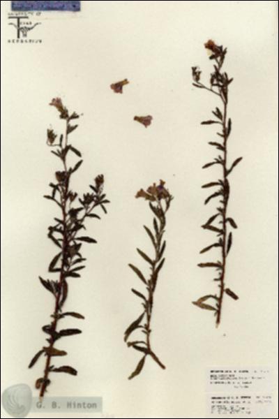 URN_catalog_HBHinton_herbarium_26219.jpg.jpg
