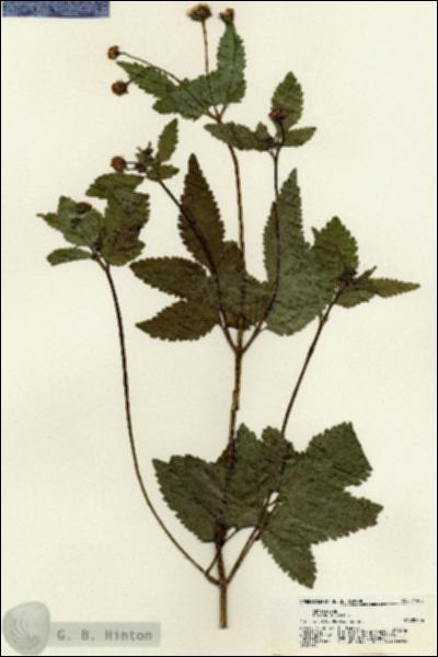 URN_catalog_HBHinton_herbarium_21400.jpg.jpg