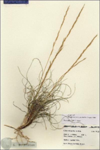 URN_catalog_HBHinton_herbarium_28625.jpg.jpg