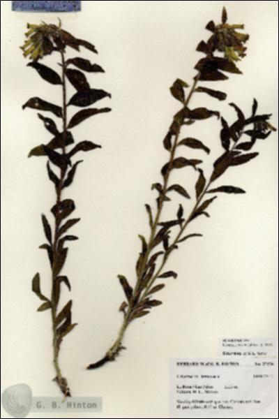 URN_catalog_HBHinton_herbarium_27178.jpg.jpg