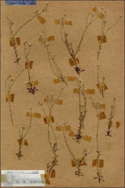 URN_catalog_HBHinton_herbarium_19146.jpg.jpg