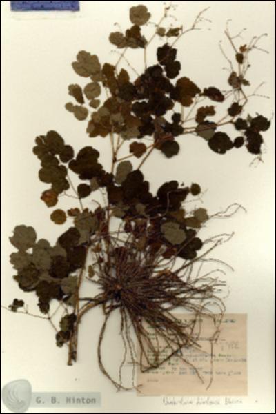 URN_catalog_HBHinton_herbarium_6743.jpg.jpg